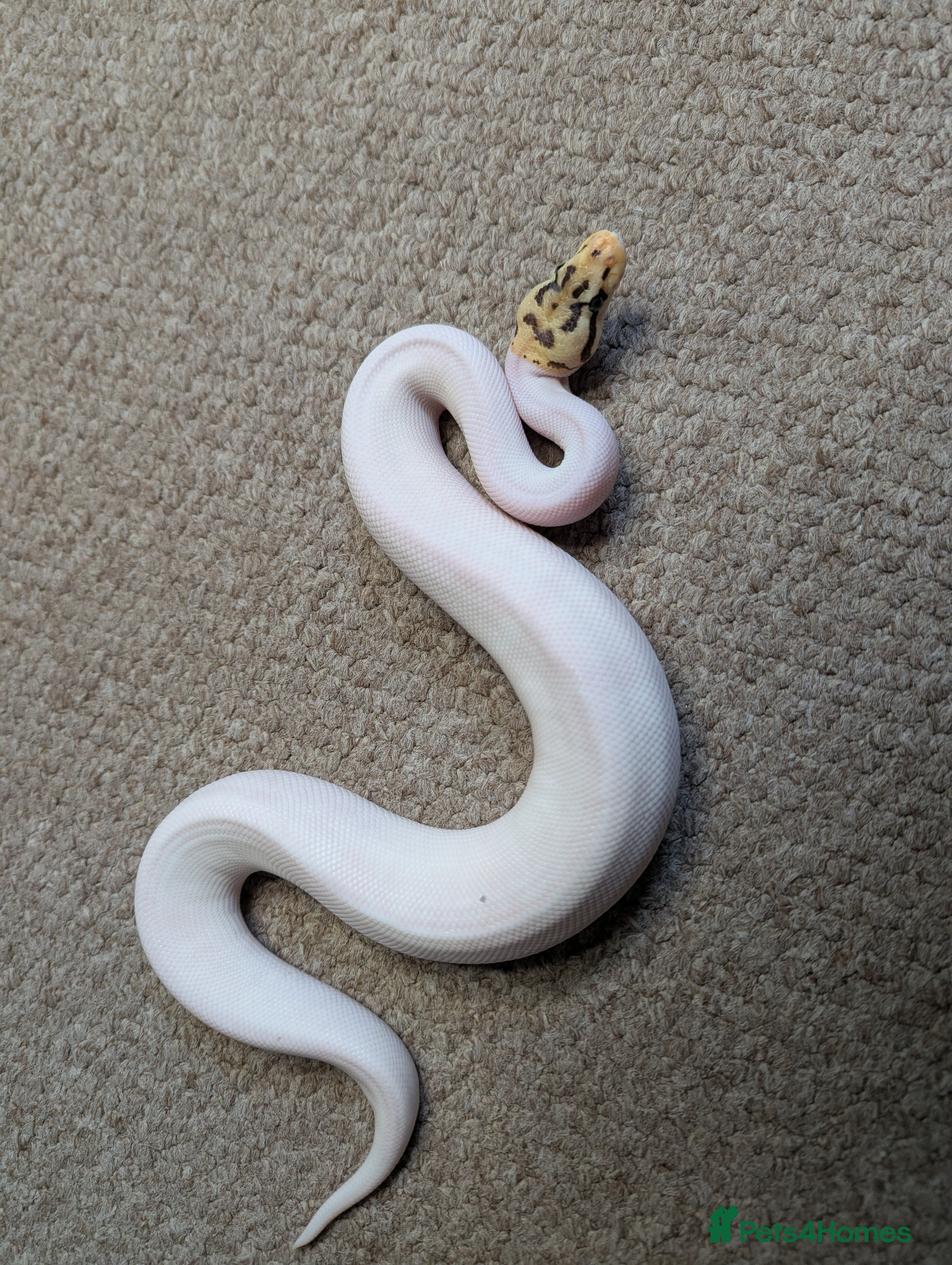 Python Snake reptiles 2025 Royal Python Hatchlings  - Advert 6