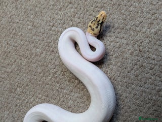 Python Snake reptiles - Advert 4