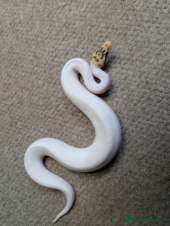 Python Snake reptiles - Advert 3