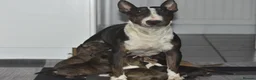 English Bull Terrier dogs for sale: Quality miniature english bull terrier pups - Advert 3