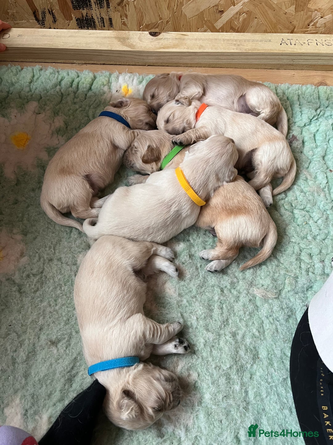 Golden Retriever dogs for sale:  Golden Retriever Puppies – KC Registered - Advert 22