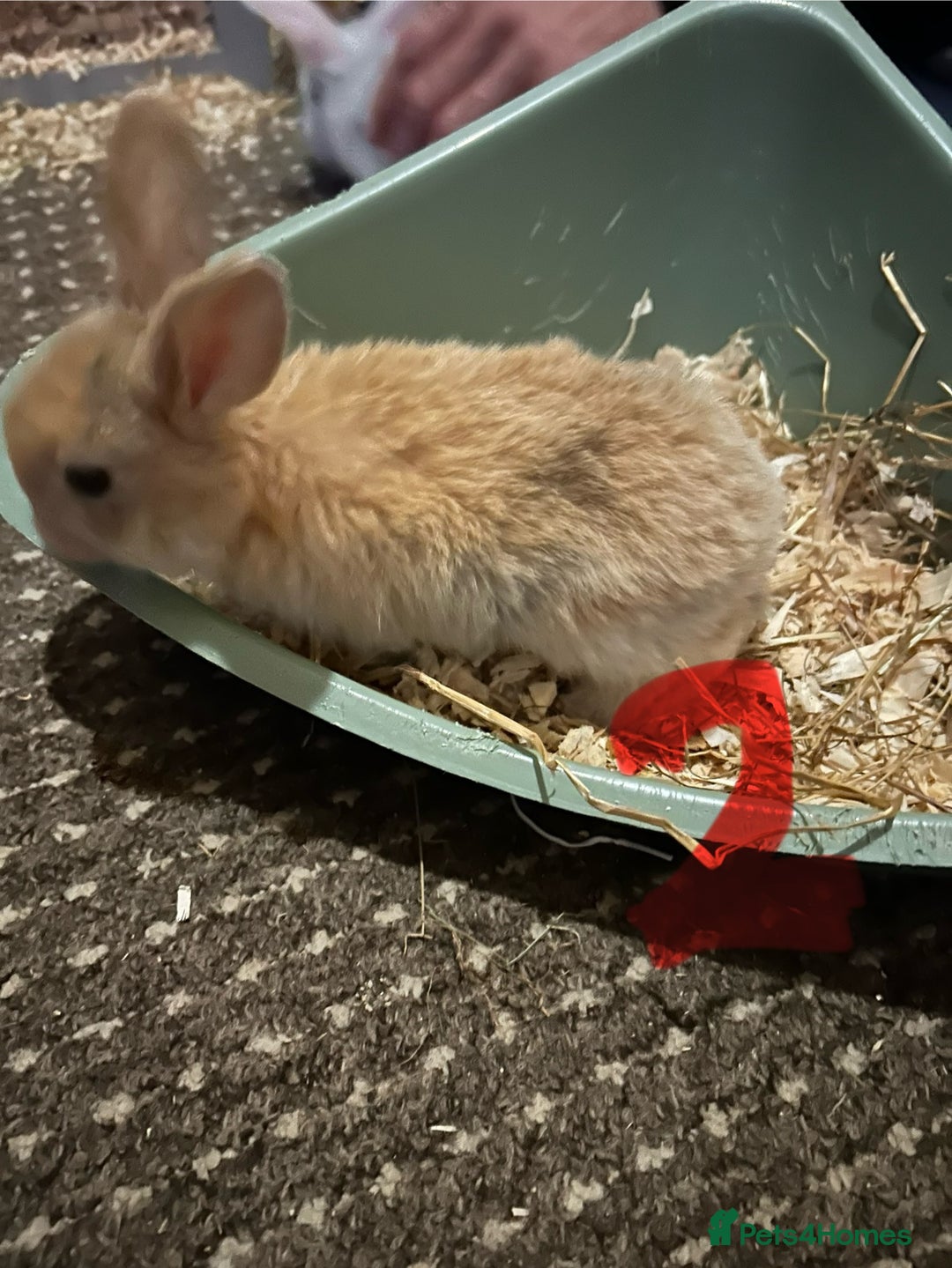Mixed Breed rabbits for sale: Bunnies for sale  - Advert 5
