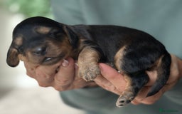 Cockapoo dogs for sale: Stunning F2 DNA health tested Cockapoo puppies  - Image 16