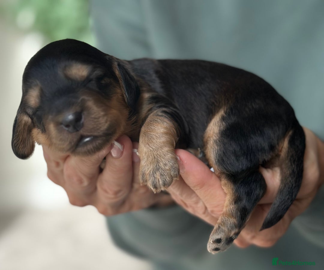 Cockapoo dogs for sale: Stunning F2 DNA health tested Cockapoo puppies  - Image 16