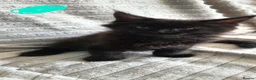 Maine Coon cats for sale: Maine coon - Advert 5