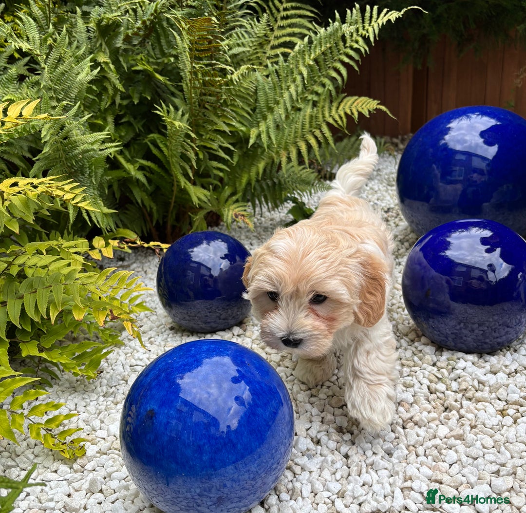 Havanese dogs for sale: 3 Beautiful Havanese Pedigree Puppies - Image 24