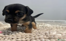 Jack Russell dogs for sale: 5 Beautiful miniature Short legged Jack Russell’s  - Image 6