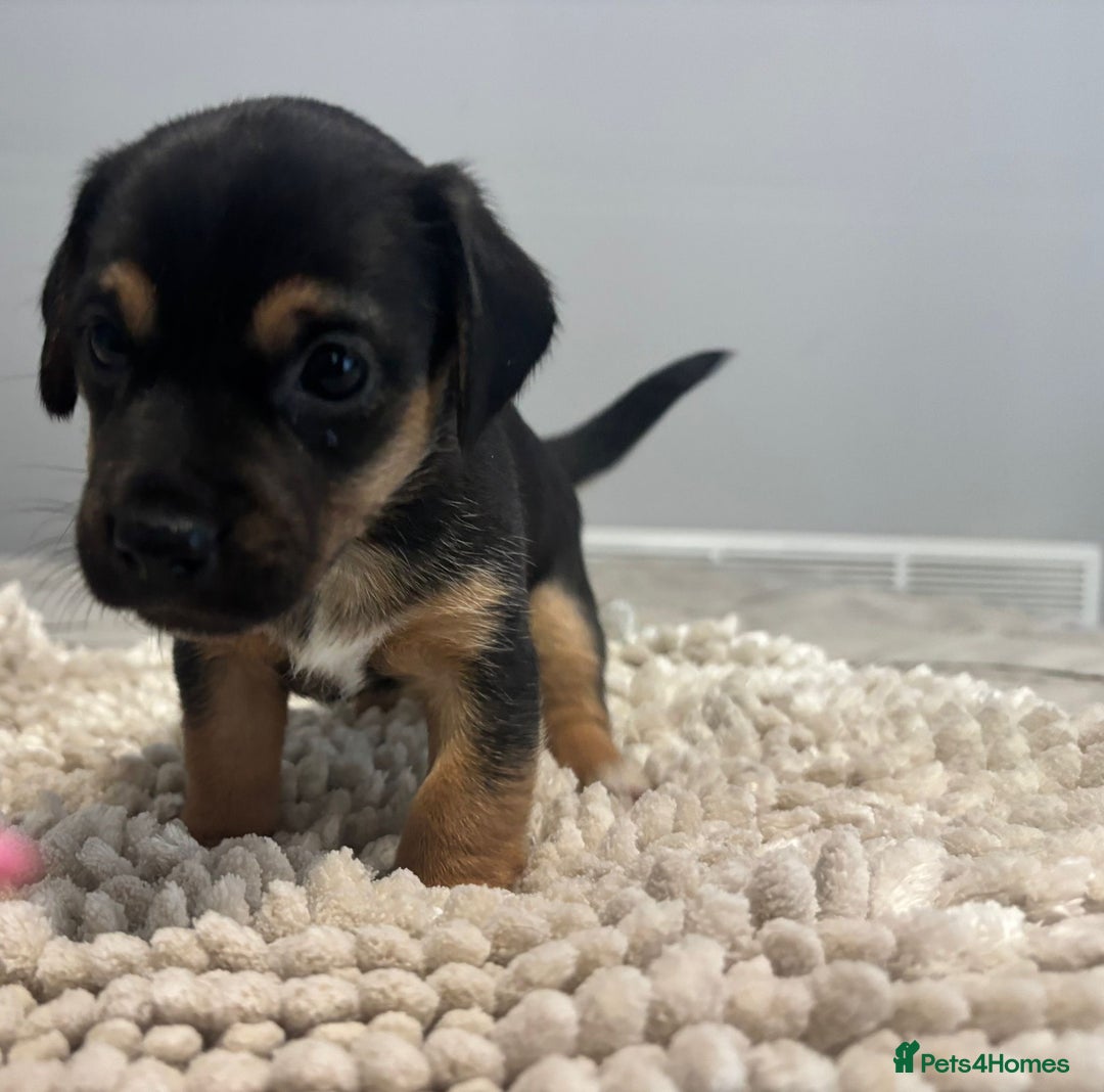 Jack Russell dogs for sale: 5 Beautiful miniature Short legged Jack Russell’s  - Image 6