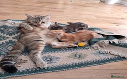 European cats for sale: 2x male kittens - Image 5