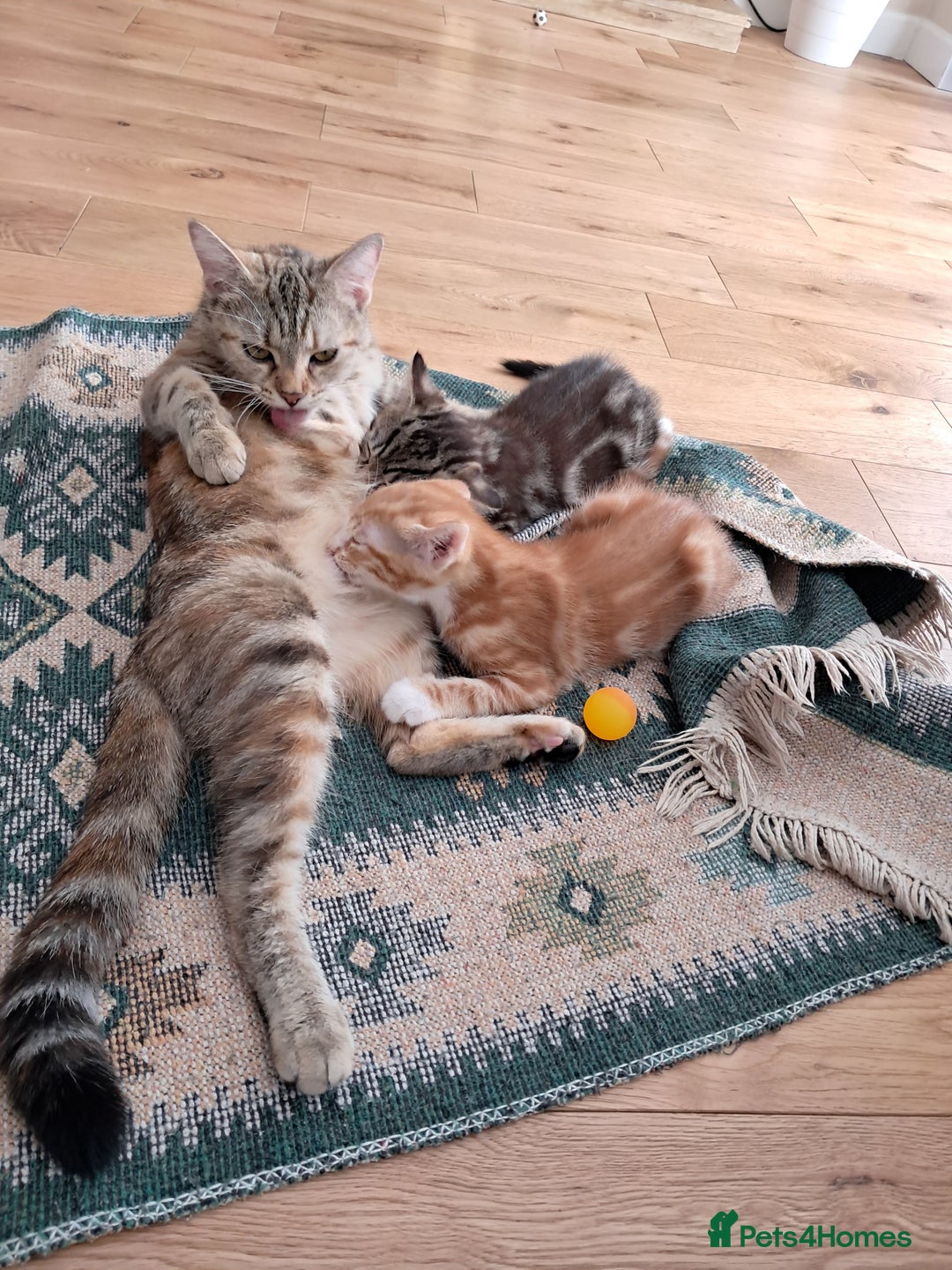 European cats for sale: 2x male kittens - Image 5