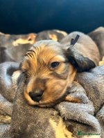 Miniature Dachshund dogs - Advert 7