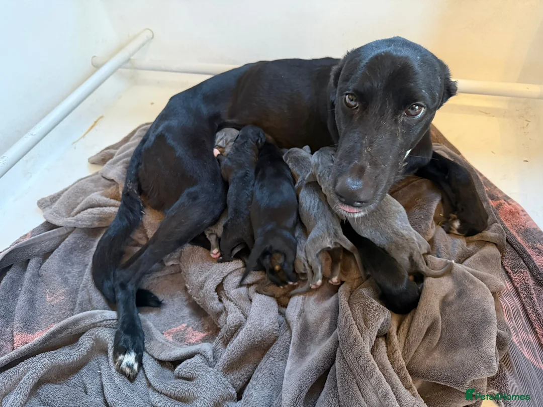 Lurcher dogs for sale: Bedlington lurcher whippets - Advert 7