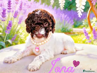 Sproodle dogs 🎉Rare Merle Sproodle Puppies ready on 28/03 💝💙 - Advert 4