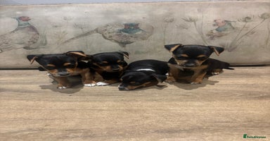 Jack Russell dogs BORN ON 22 SEPTEMBER 💙🩷 jack russel 👀🏡💙🩷 - Advert 15