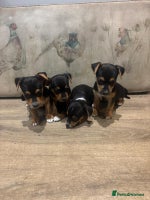 Jack Russell dogs BORN ON 22 SEPTEMBER 💙🩷 jack russel 👀🏡💙🩷 - Advert 10