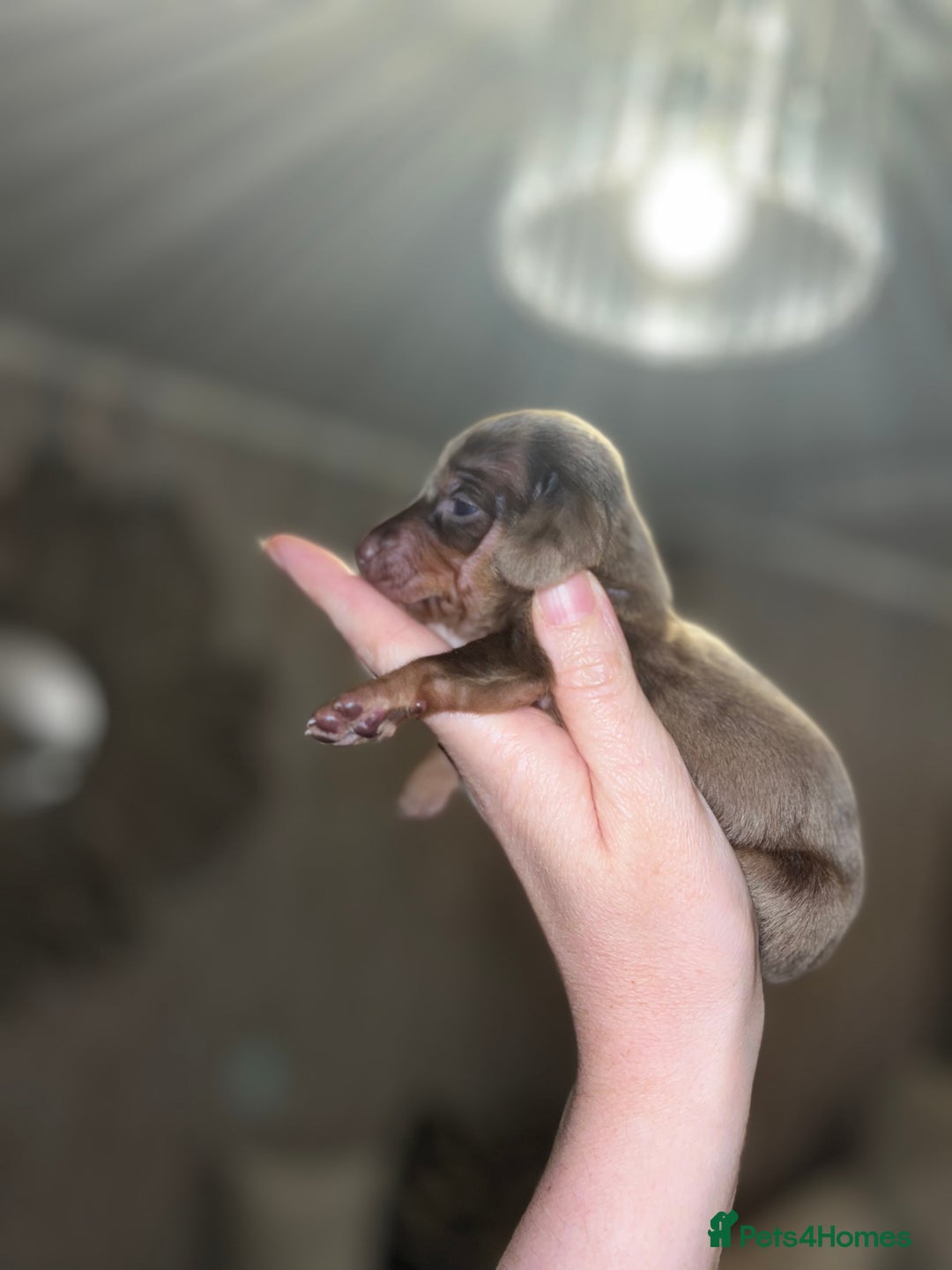 Miniature Dachshund dogs for sale: Miniature Dachshund Puppies  - Advert 7