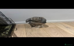 French Lop rabbits for sale: Hazel  - Image 2