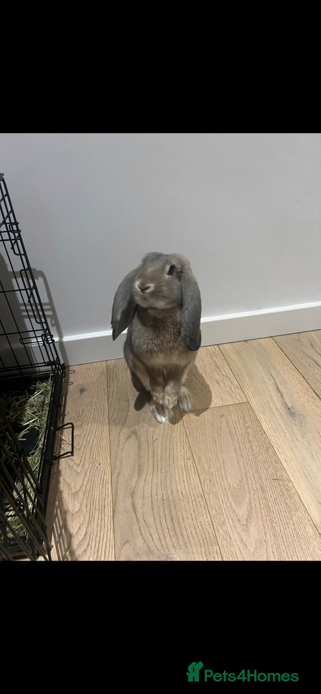 French Lop rabbits for sale: Hazel  - Image 2