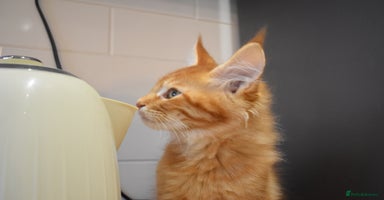Maine Coon cats - Advert 9