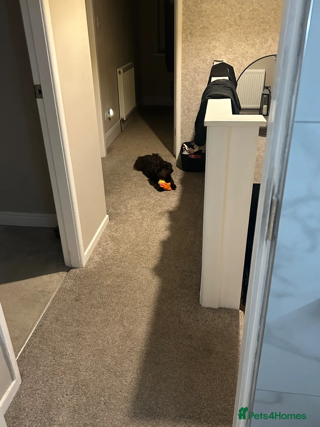 Netherland Dwarf rabbits for sale: Netherland dwarf rabbit for sale - Advert 2