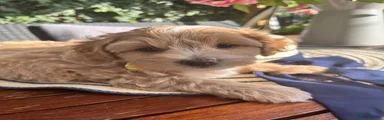 Maltipoo 5