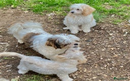Cavapoo dogs for sale: GORGEOUS F1b TOY CAVAPOO-4 MONTHS OLD 🩷 - Image 8