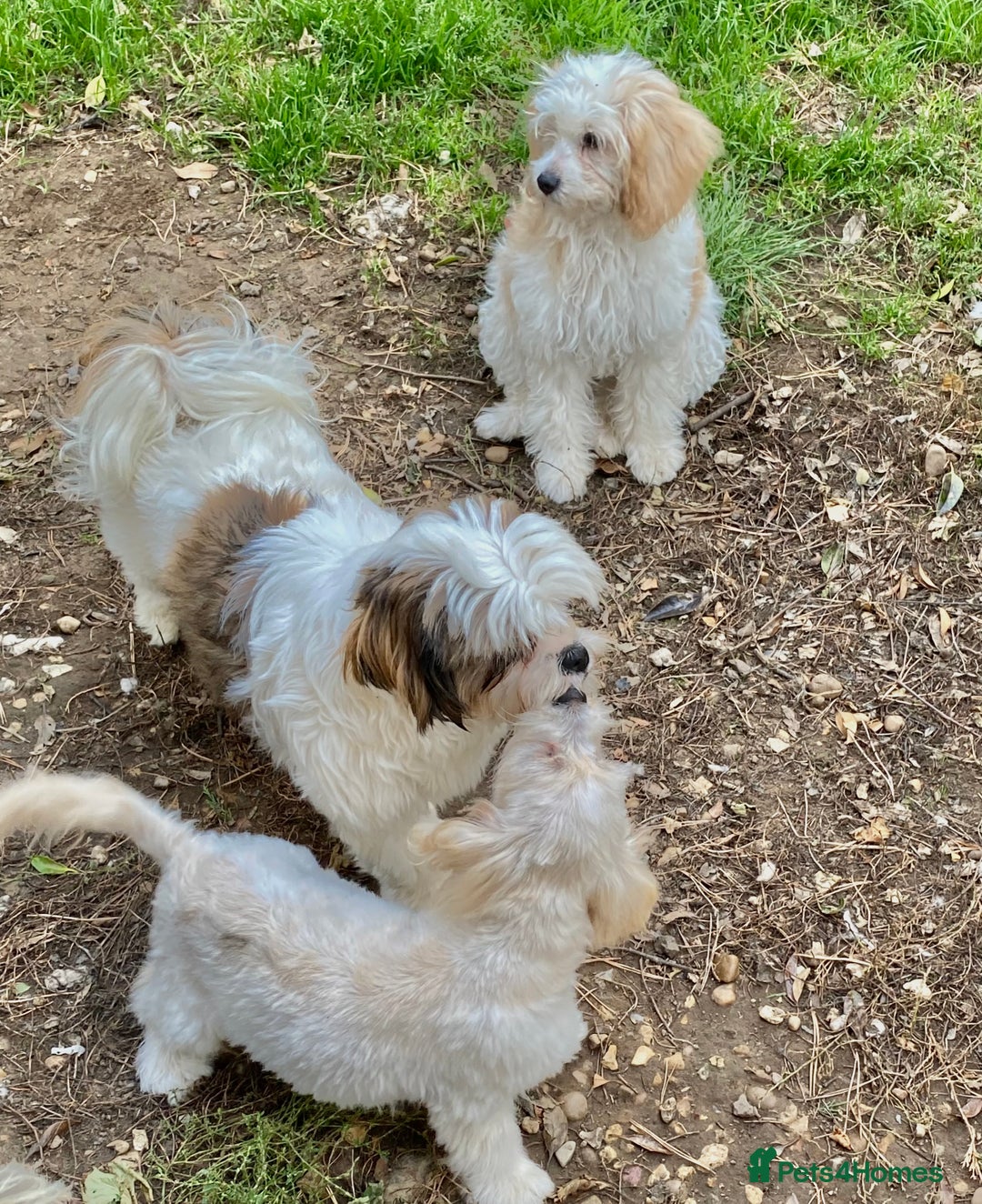 Cavapoo dogs for sale: GORGEOUS F1b TOY CAVAPOO-4 MONTHS OLD 🩷 - Image 8