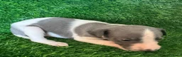 Whippet dogs for sale: ✨ EXCEPTIONAL PEDIGREE WHIPPETS  - Advert 22