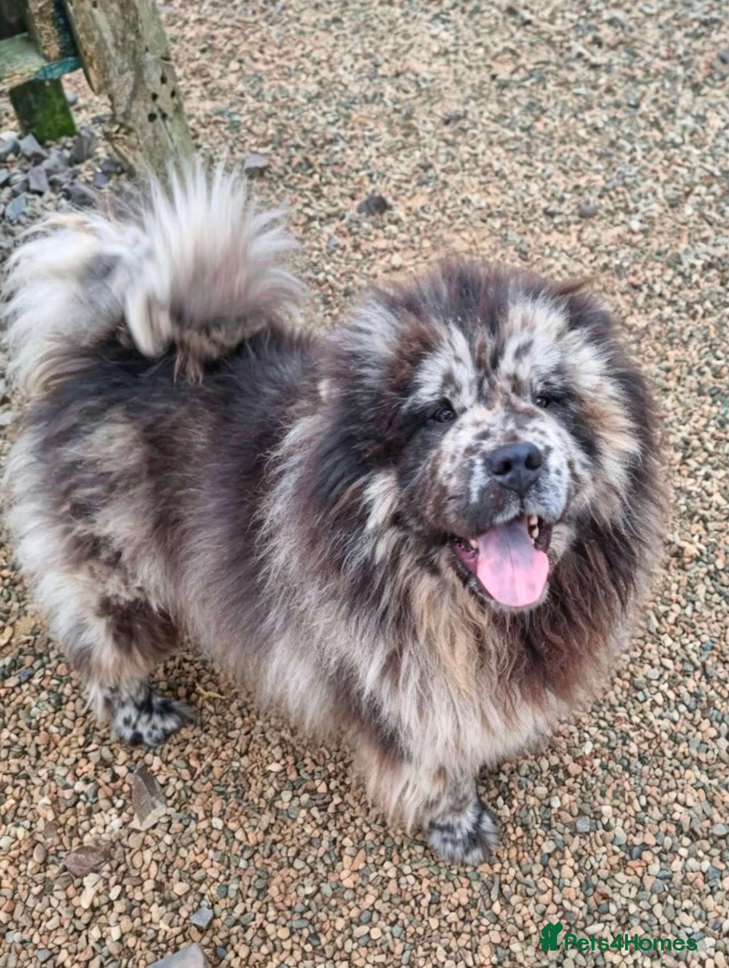 Chow Chow dogs 12 weeks old Chow Chow Male puppy  - Advert 9