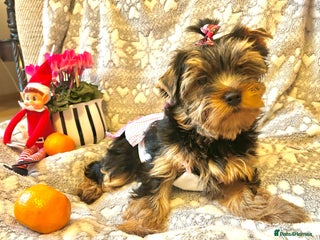 Yorkshire Terrier dogs 🌸 Beautiful Yorkshire Terrier Girls – 2 left 🌸 - Advert 2