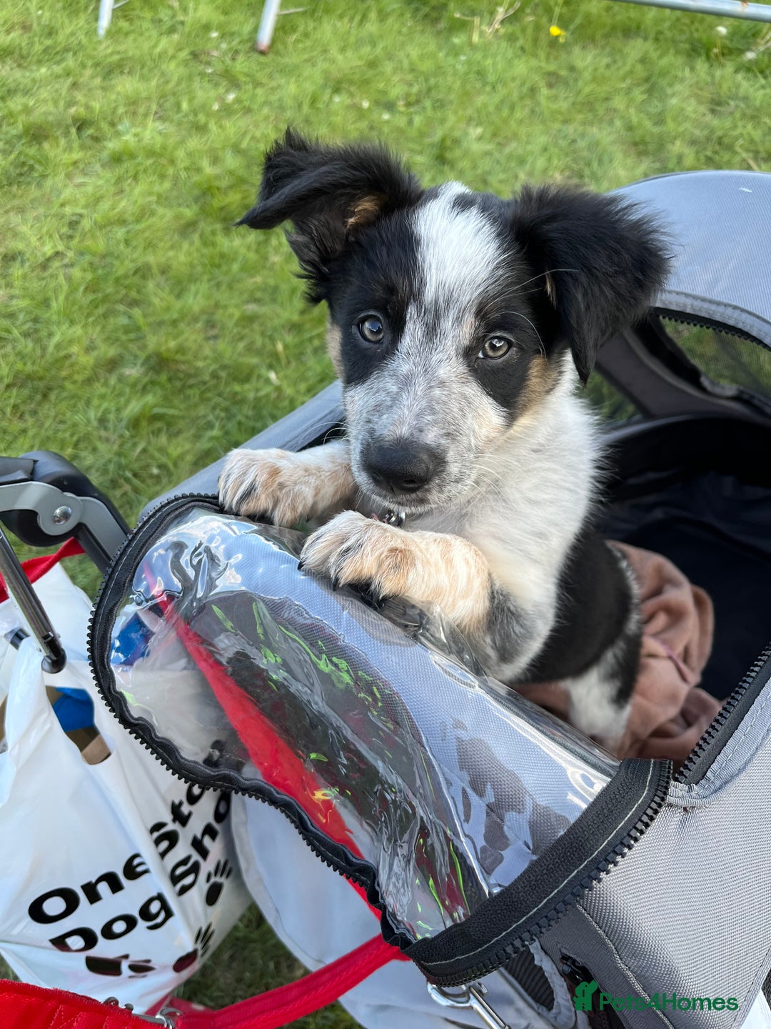 Border Collie dogs for sale: 7 month old border collie girl  - Image 3