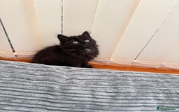 Mixed Breed cats for sale: Beautiful Fluffy Black Female Kitten  - Image 17