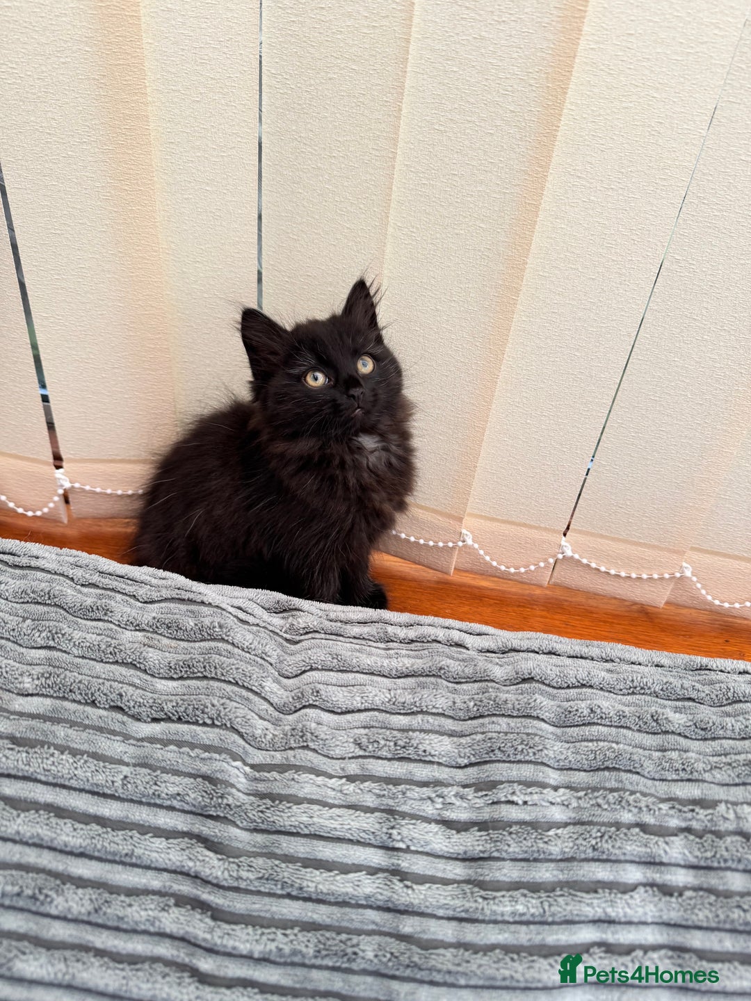 Mixed Breed cats for sale: Beautiful Fluffy Black Female Kitten  - Image 17