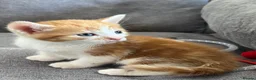 Mixed Breed cats for sale: Kittens for Sale £160 - Advert 1