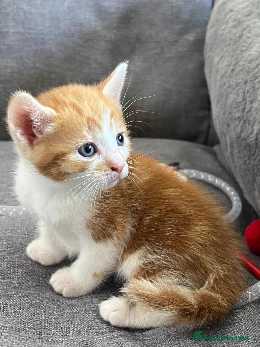 Mixed Breed cats for sale: Kittens for Sale £160 - Advert 1