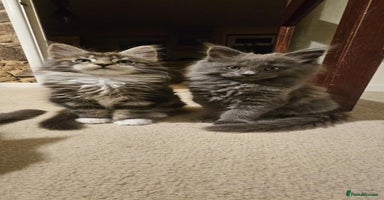 Maine Coon cats Pure Maine Coons – European Lines - Advert 6