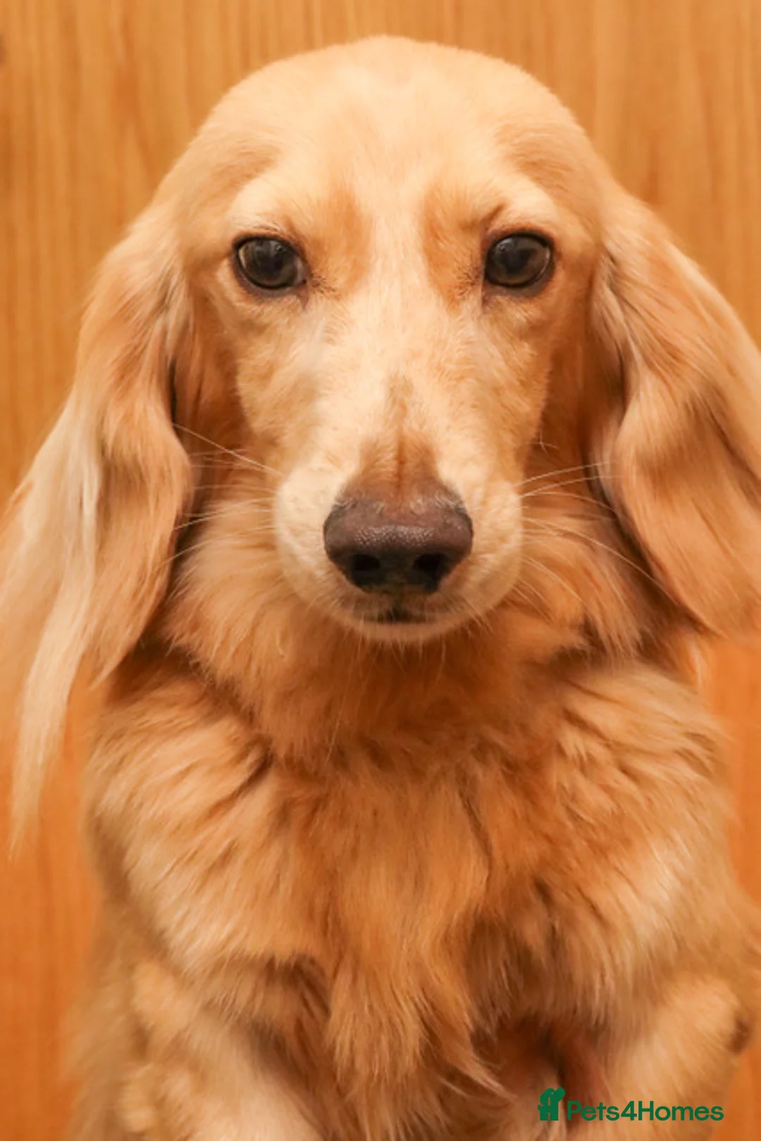 Miniature Dachshund dogs for stud: KC Reg DNA Health Tested CLEAR - CREAM MINI DACH in Littleborough - Advert 8