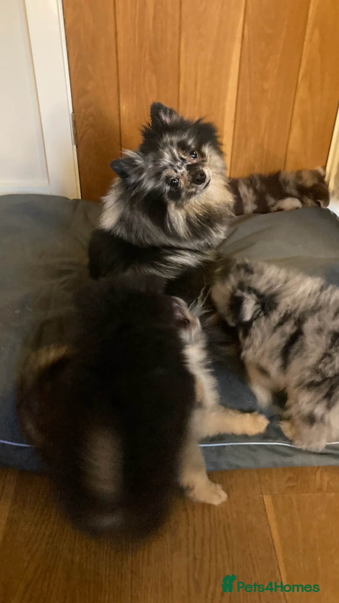 Pomeranian dogs for sale: Stunning litter of 6 Pomeranian Pups - Advert 4