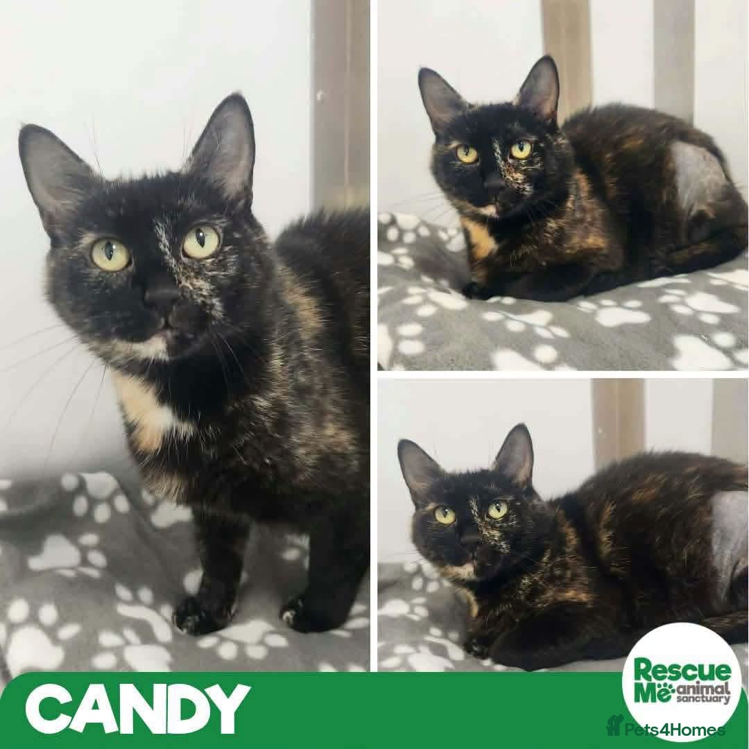 Mixed Breed cats Candy - sweetest girl you ever met - Advert 2