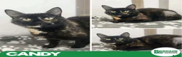 Mixed Breed cats for adoption: Candy - sweetest girl you ever met - Advert 1
