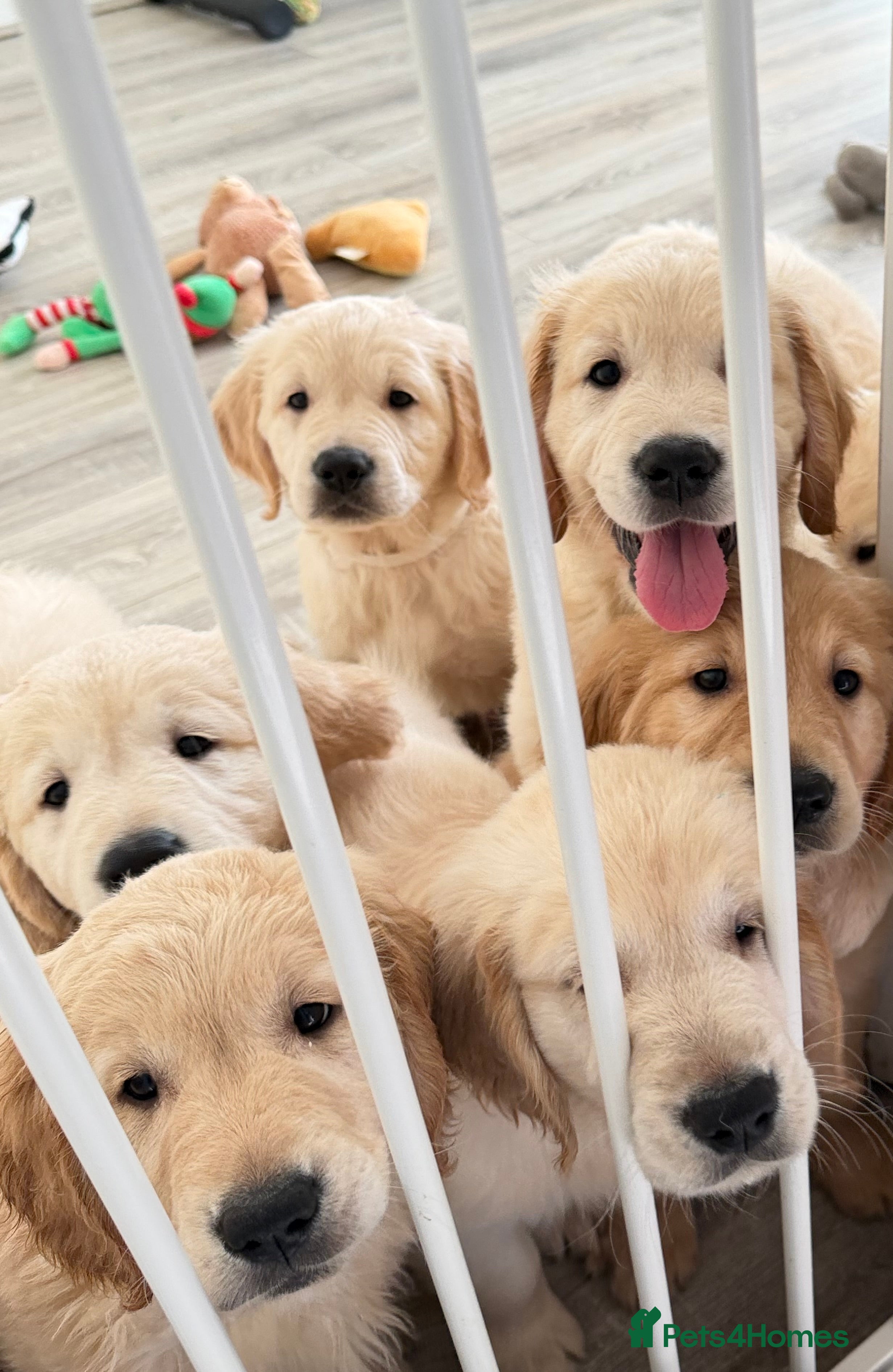 Golden Retriever dogs Ready to go ♥️Lovely golden retriever puppies 🐾♥️ - Advert 1