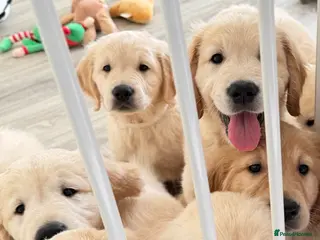 Golden Retriever dogs Ready to go ♥️Lovely golden retriever puppies 🐾♥️ - Advert 1