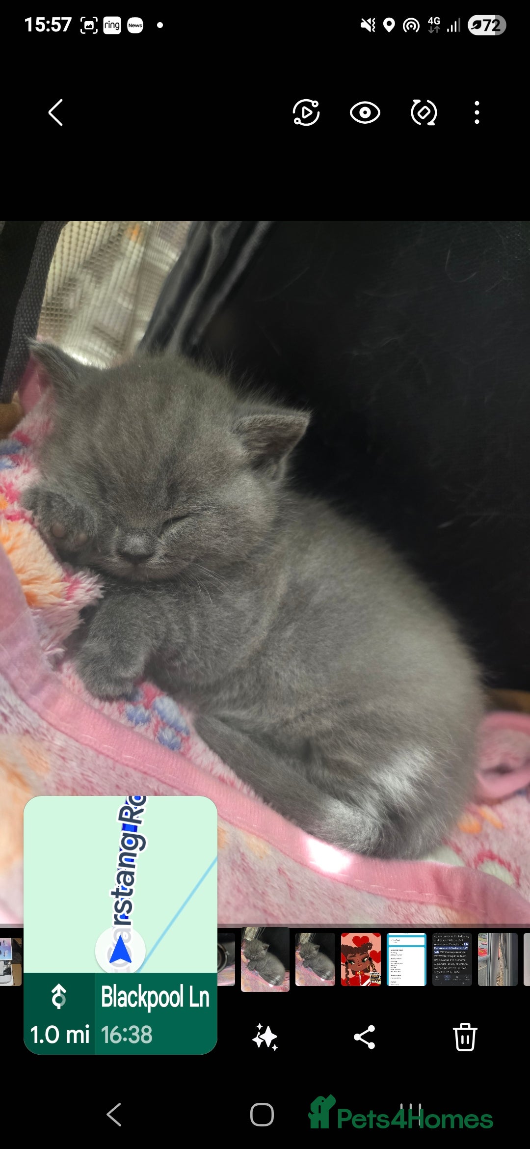 British Shorthair cats for sale: British Shorthair 1 little girl - Image 8