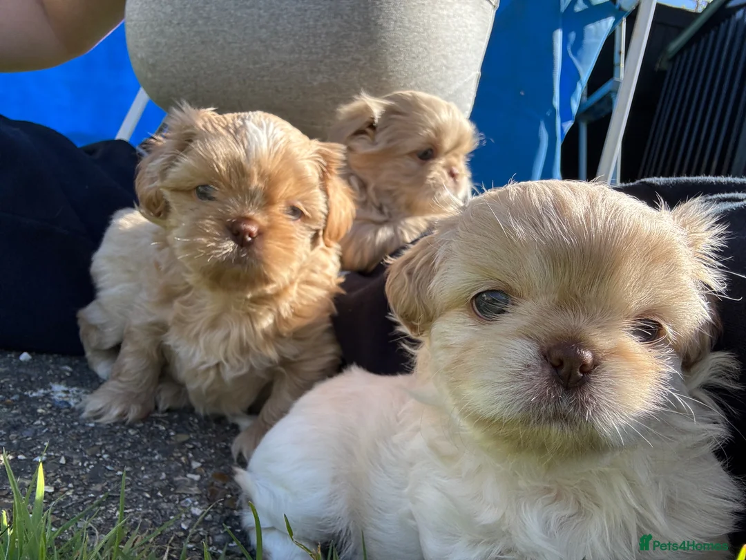 Shih Tzu dogs for sale: Imperial Shihtzu babies ❤️ - Advert 16
