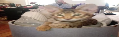 Savannah Kitten 2
