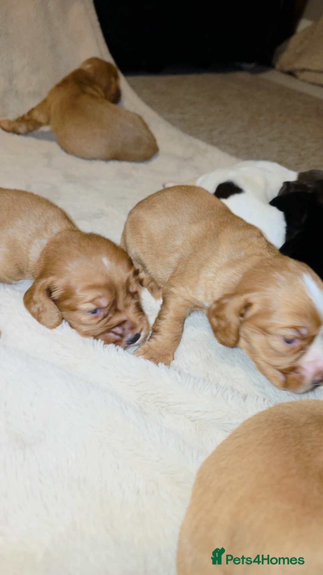 Cocker Spaniel dogs for sale: Cocker spaniel pups ready NEXT WEEK - Advert 17