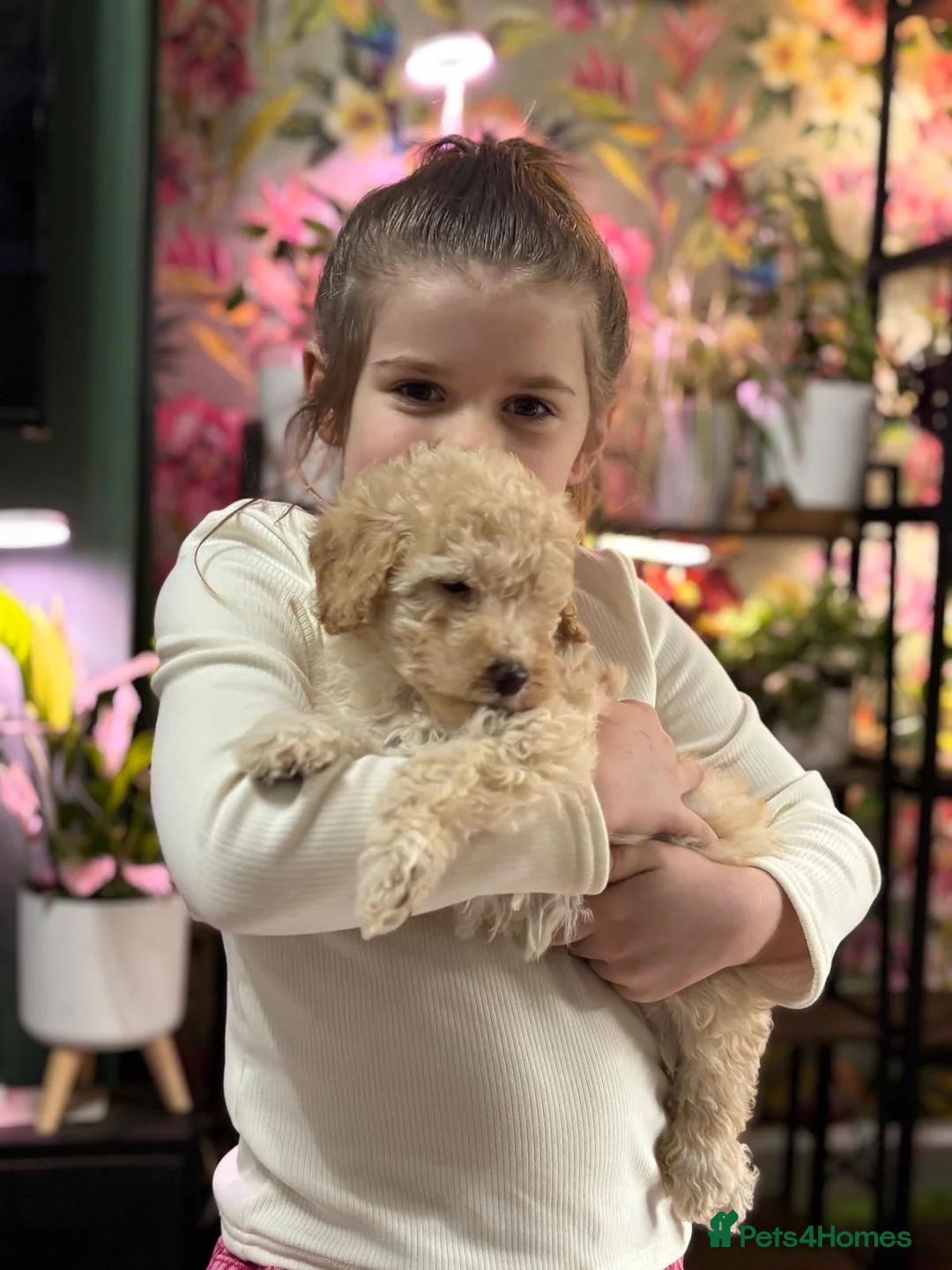 Poodle dogs for sale: Poodle (Moyen) - Advert 7