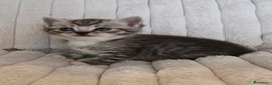 British Shorthair Kitten 2