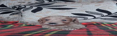 Cockapoo Puppy 7