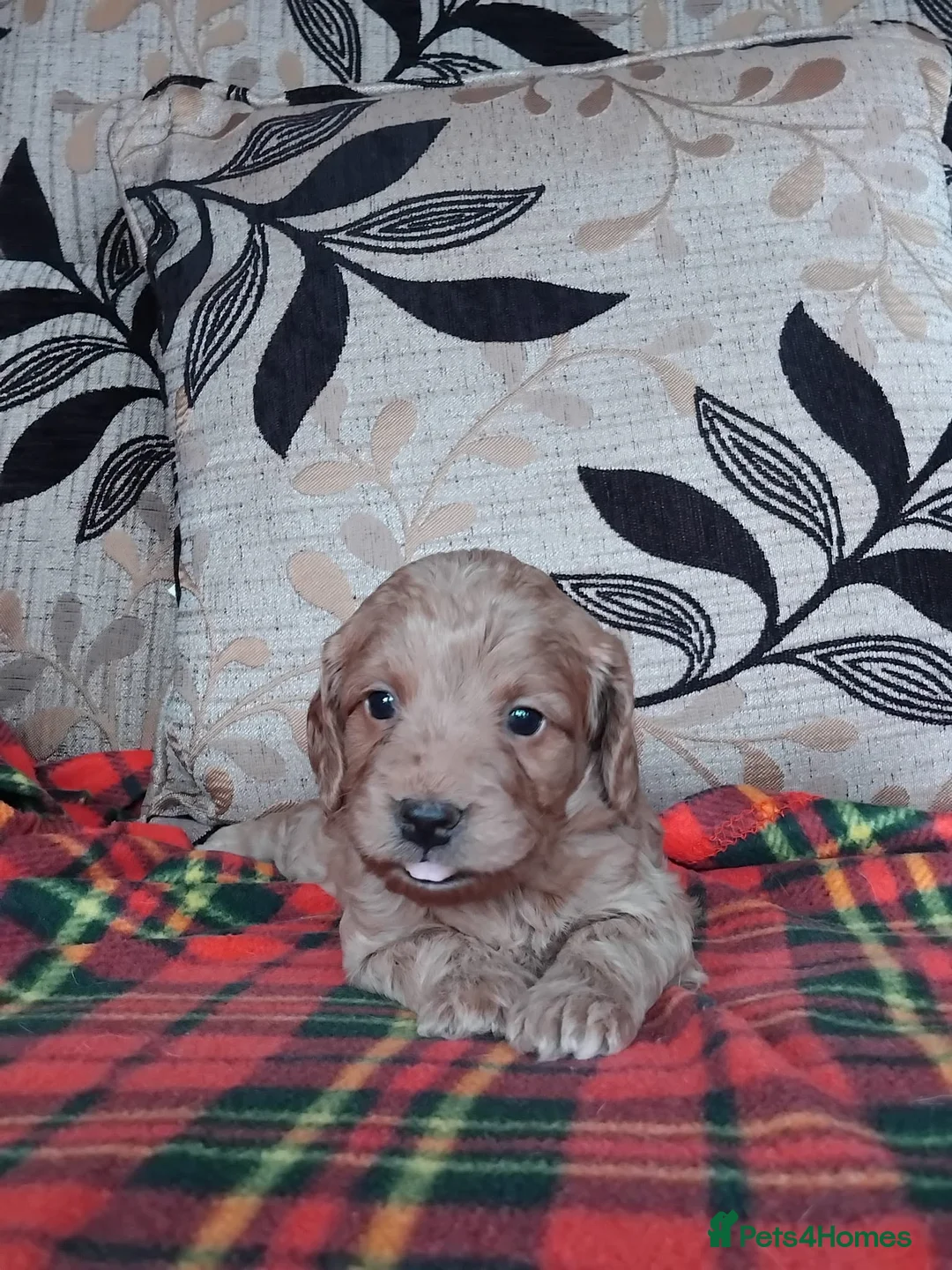 Cockapoo dogs for sale: Cockapoo puppies for sale south wales - Advert 16